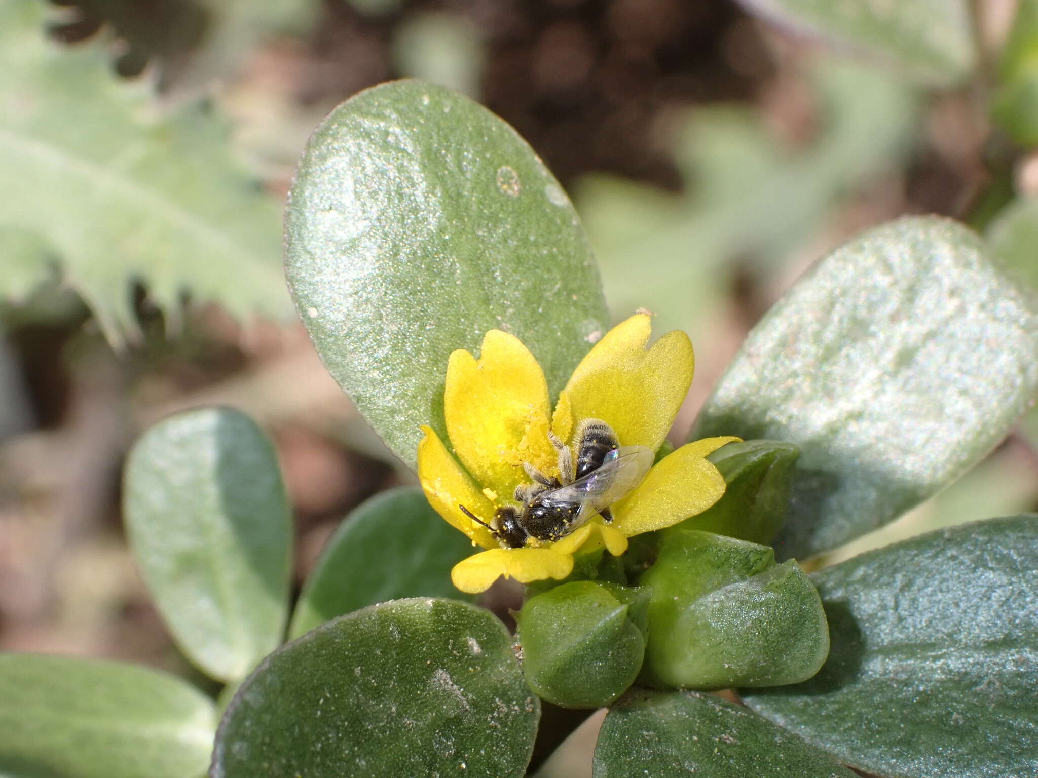 Plancia ëd Lasioglossum brevicorne (Schenck 1870)