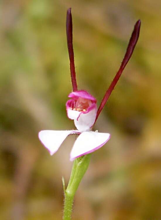 Image of Rabbit orchid