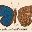 Image of Arhopala agelastus (Hewitson 1862)