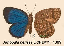 Plancia ëd Arhopala agelastus (Hewitson 1862)