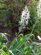 Image of Cusick's camas