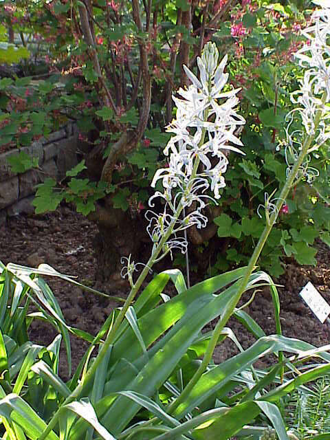 Image of Cusick's camas