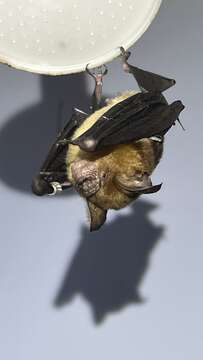 Image de Hipposideros grandis G. M. Allen 1936