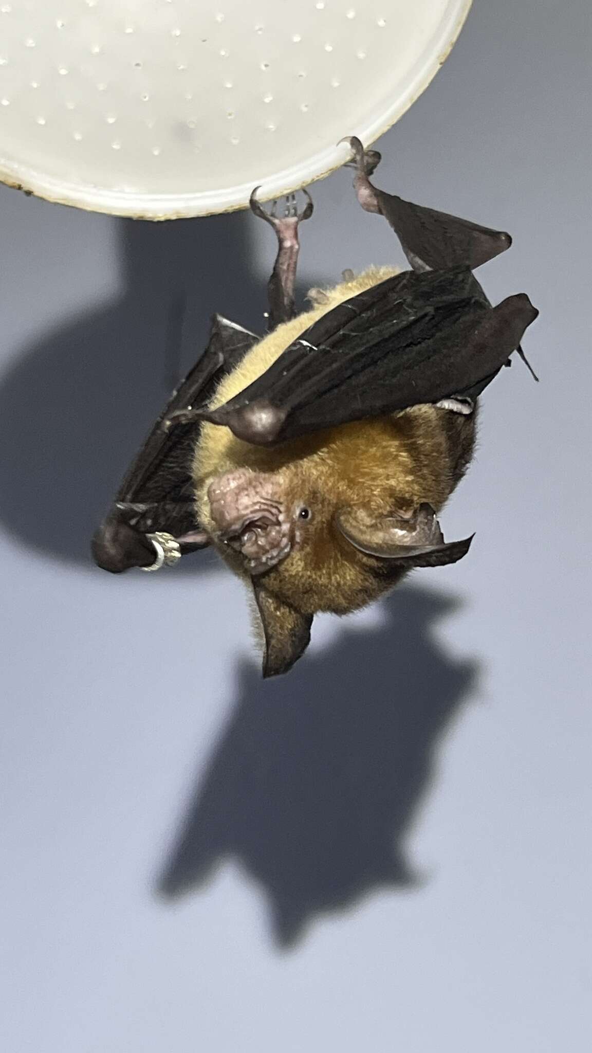 Image of Grand Leaf-nosed Bat