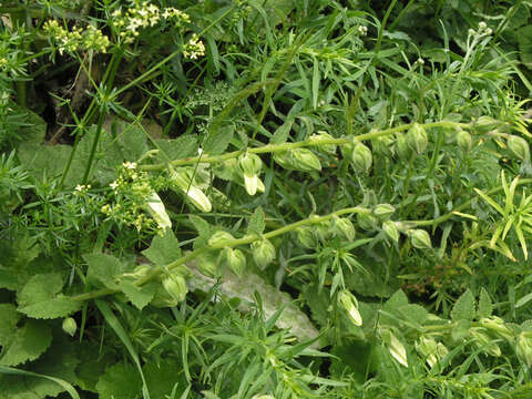 Image of Campanula alliariifolia Willd.