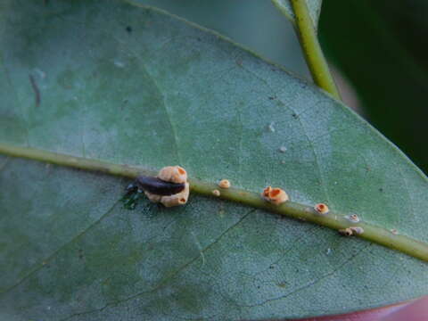 Moelleriella epiphylla (Massee) P. Chaverri & K. T. Hodge 2008 resmi