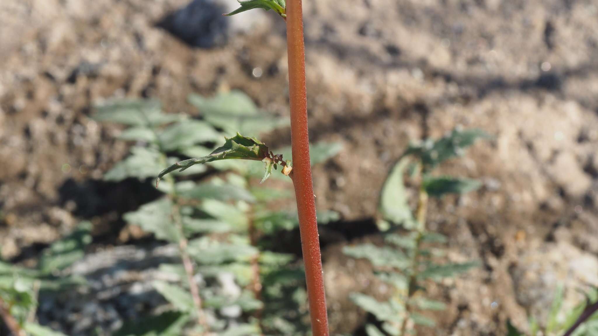 Chylismia claviformis subsp. aurantiaca (Munz) W. L. Wagner & Hoch resmi