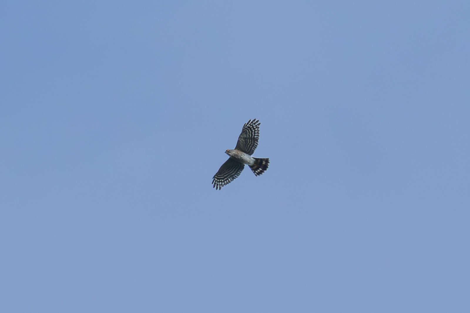 Image of Accipiter virgatus affinis Hodgson 1836