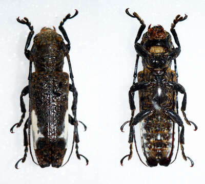 Image of <i>Sthenias pseudodorsaloides</i> Breuning 1968