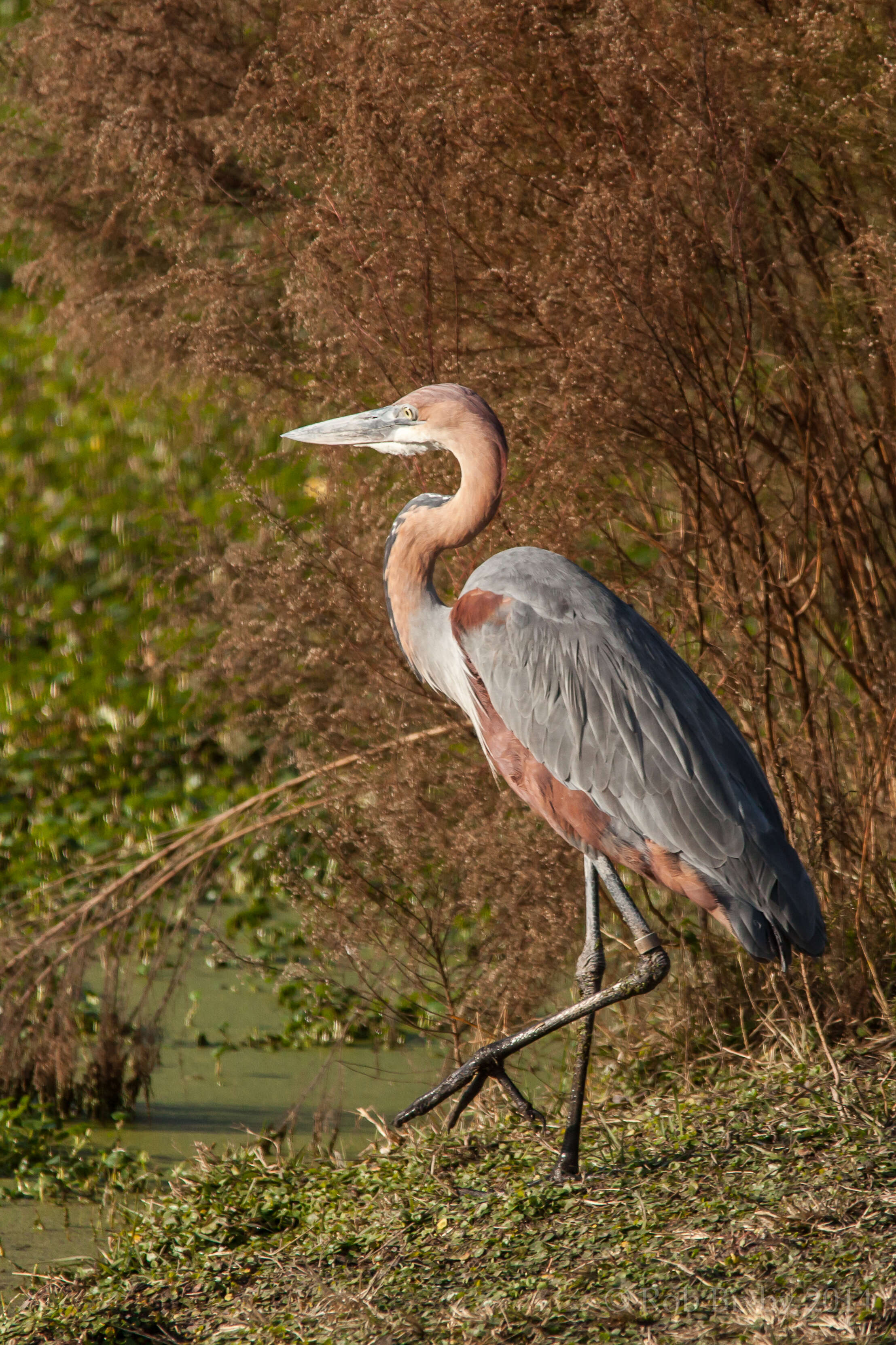 Image of Goliath Heron