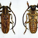 Synhomelix annulicornis (Chevrolat 1855)的圖片