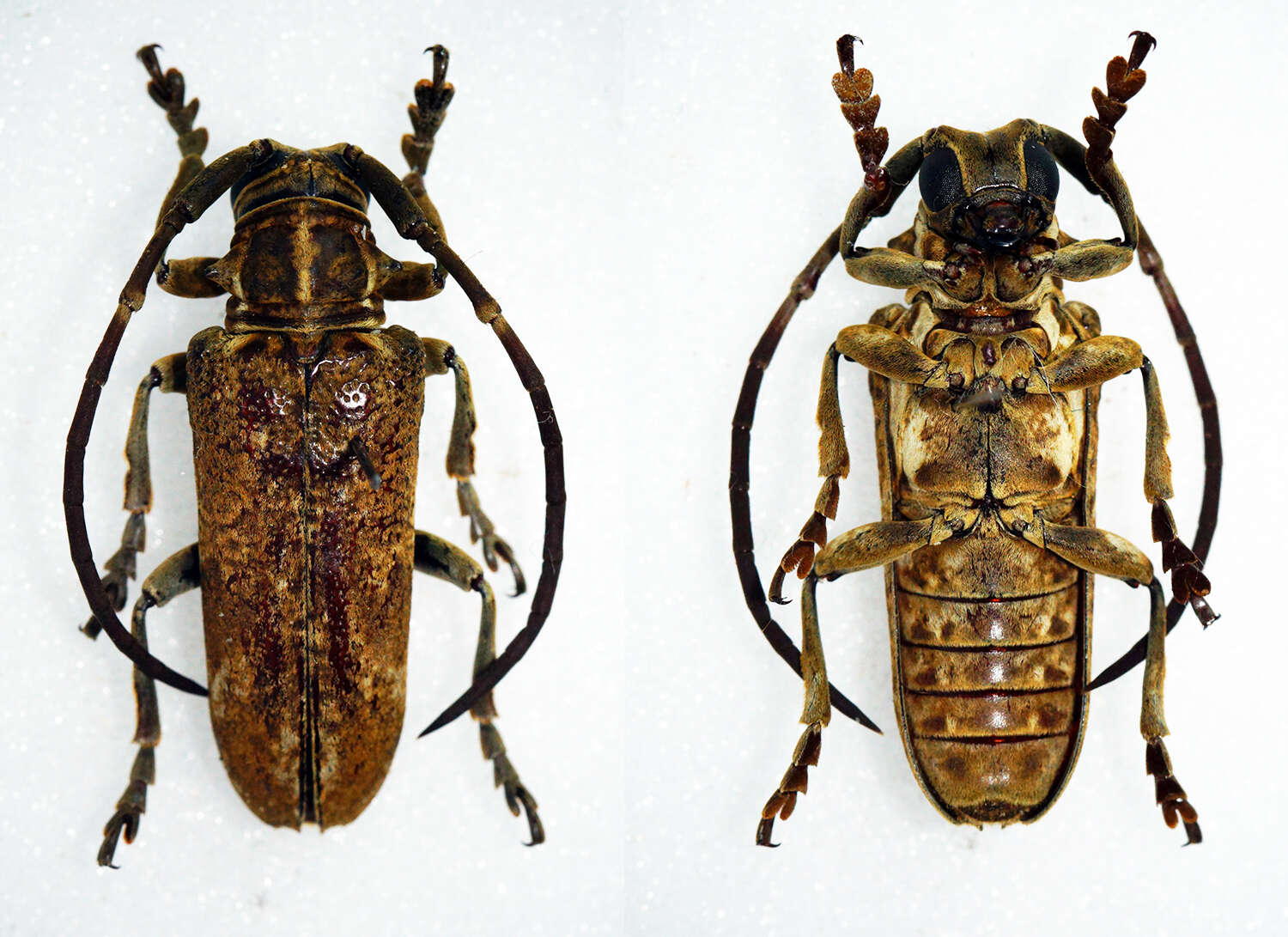 Image of Synhomelix annulicornis (Chevrolat 1855)