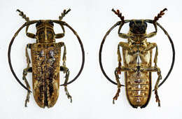 Image of Synhomelix annulicornis (Chevrolat 1855)