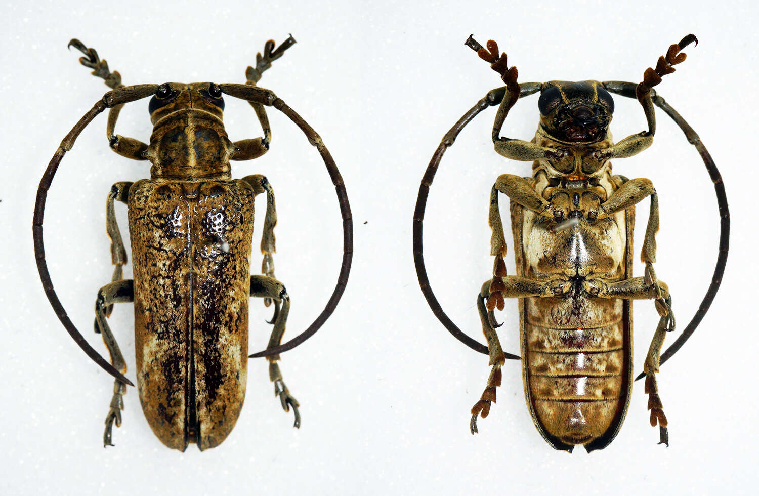 Image of Synhomelix annulicornis (Chevrolat 1855)