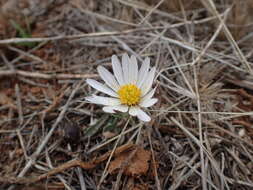 Image of White Dimorphotheca
