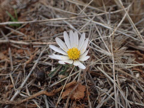 Image of White Dimorphotheca