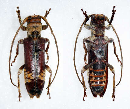 Image of <i>Xylariopsis iriei</i> Hayashi 1976