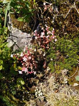 Image of Sedum brevifolium DC.