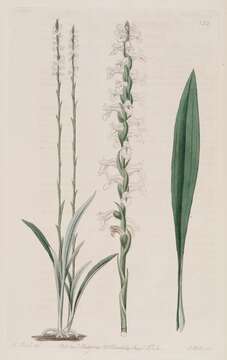 Image of nodding ladies'-tresses