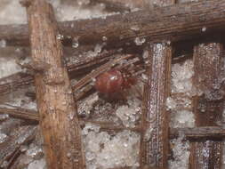 Image of Cobweb weaver