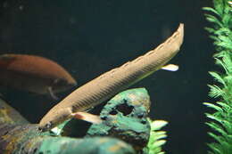 Image of Ornate Bichir