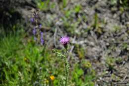 Image of Carduus bourgaei Kazmi