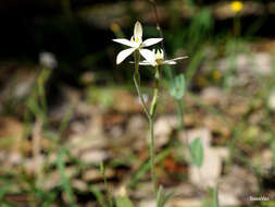 Image of Caladenia marginata Lindl.