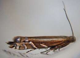 Image of Glyphipterix scintilella Walker 1864