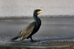 Imagem de Phalacrocorax carbo (Linnaeus 1758)