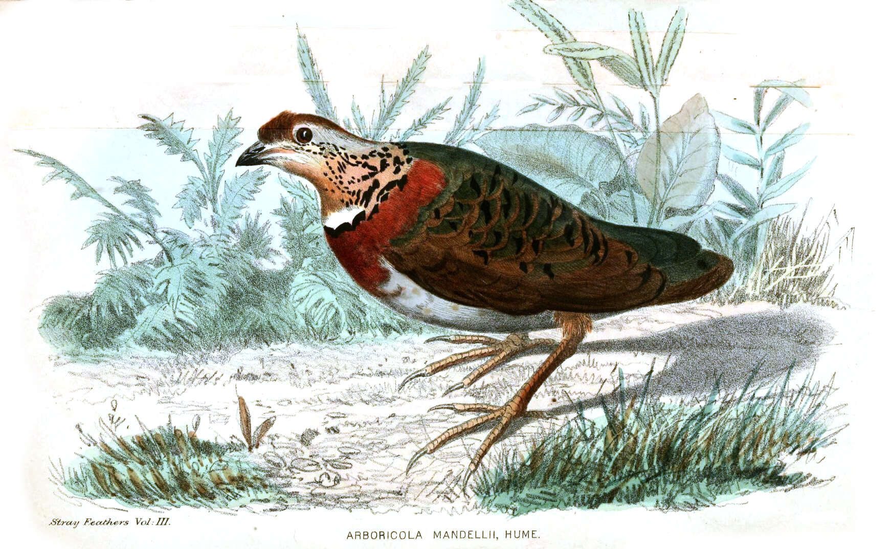 Image of Chestnut-breasted Hill Partridge