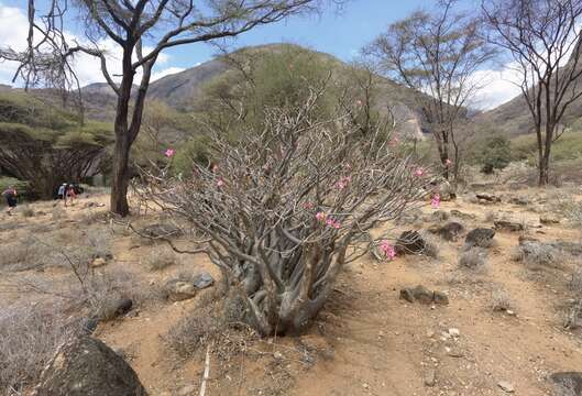 Imagem de Rosa-do-deserto