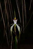 Image of Graceful spider orchid