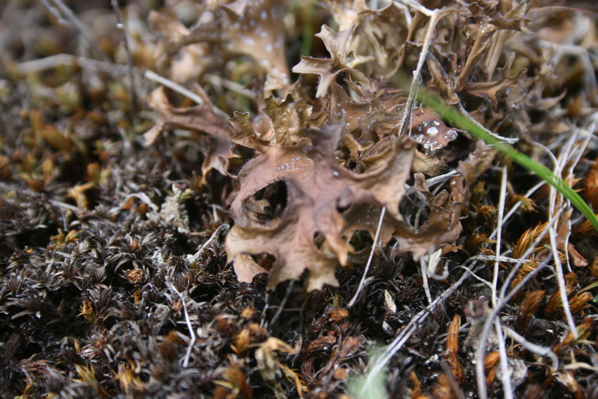 Image of Cetraria lichens