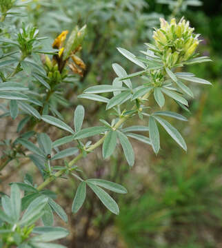 Image of Cytisus austriacus L.