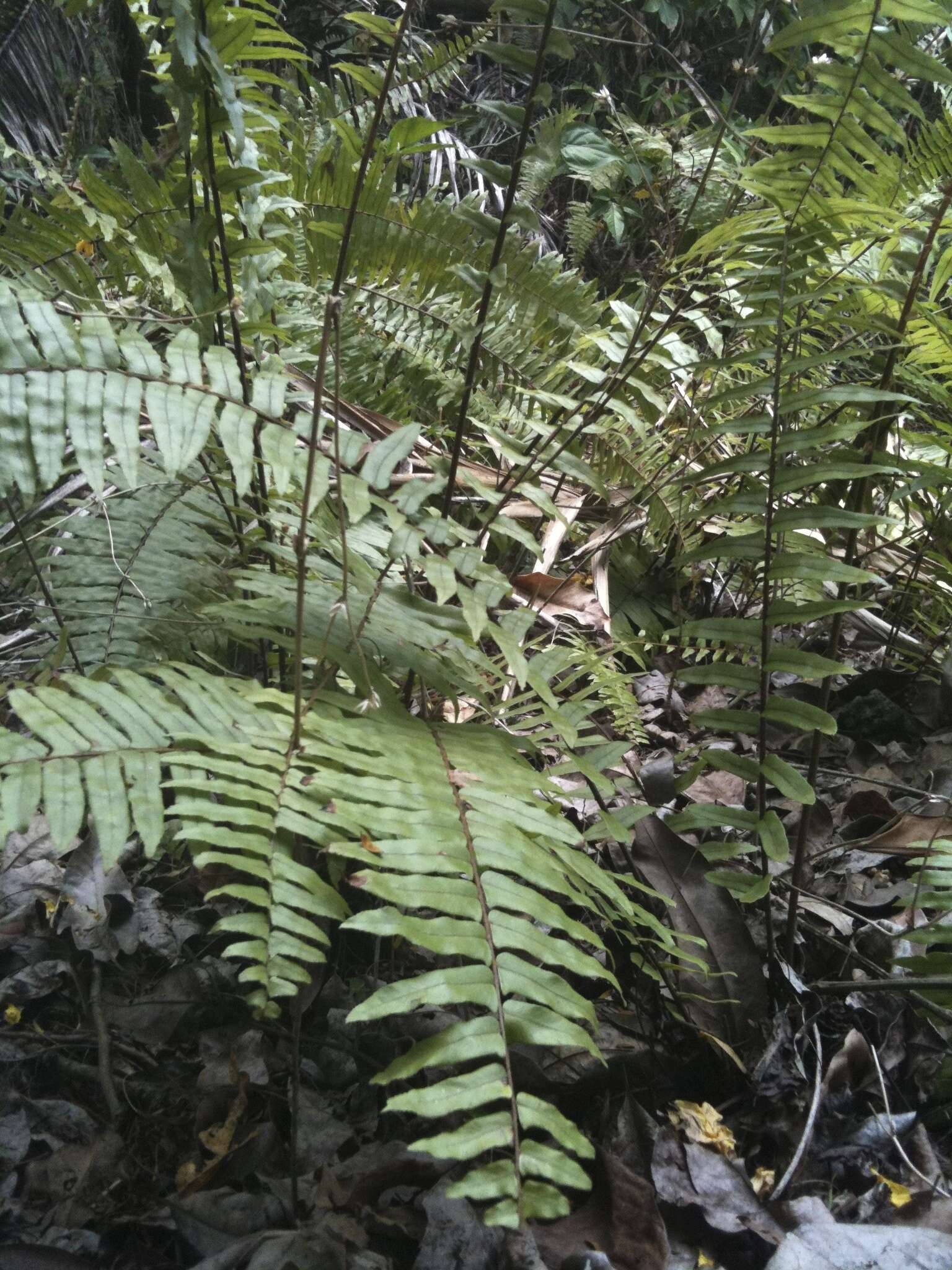 Image de Nephrolepis brownii (Desv.) Hovenk. & Miyam.