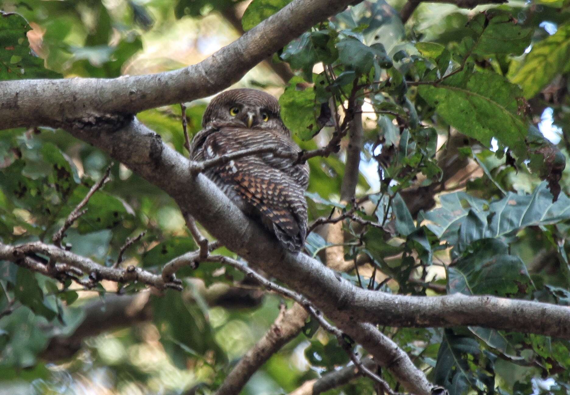 Imagem de Glaucidium radiatum (Tickell 1833)