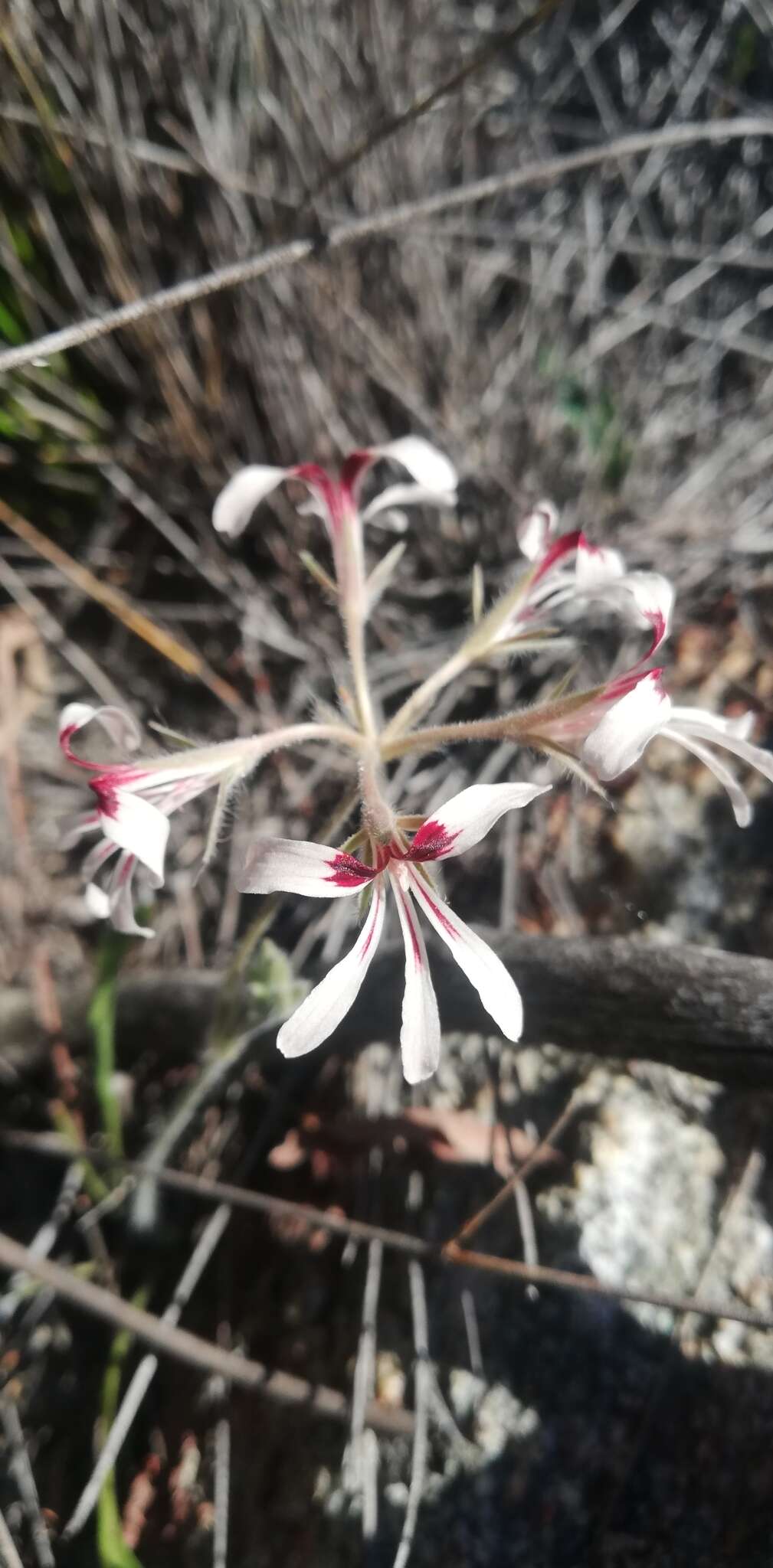 Image of Pelargonium naviculifolium E. M. Marais