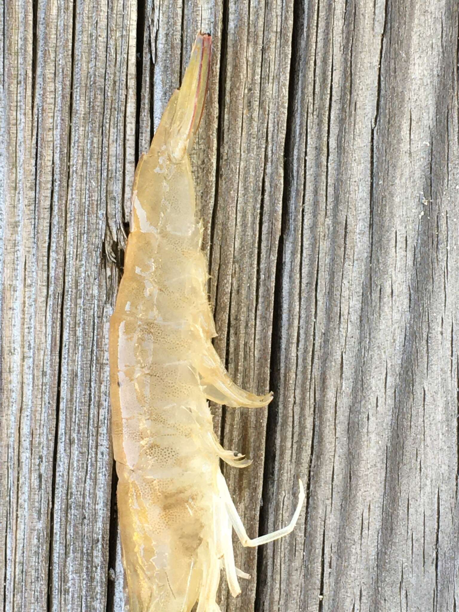 Image of Bait shrimp