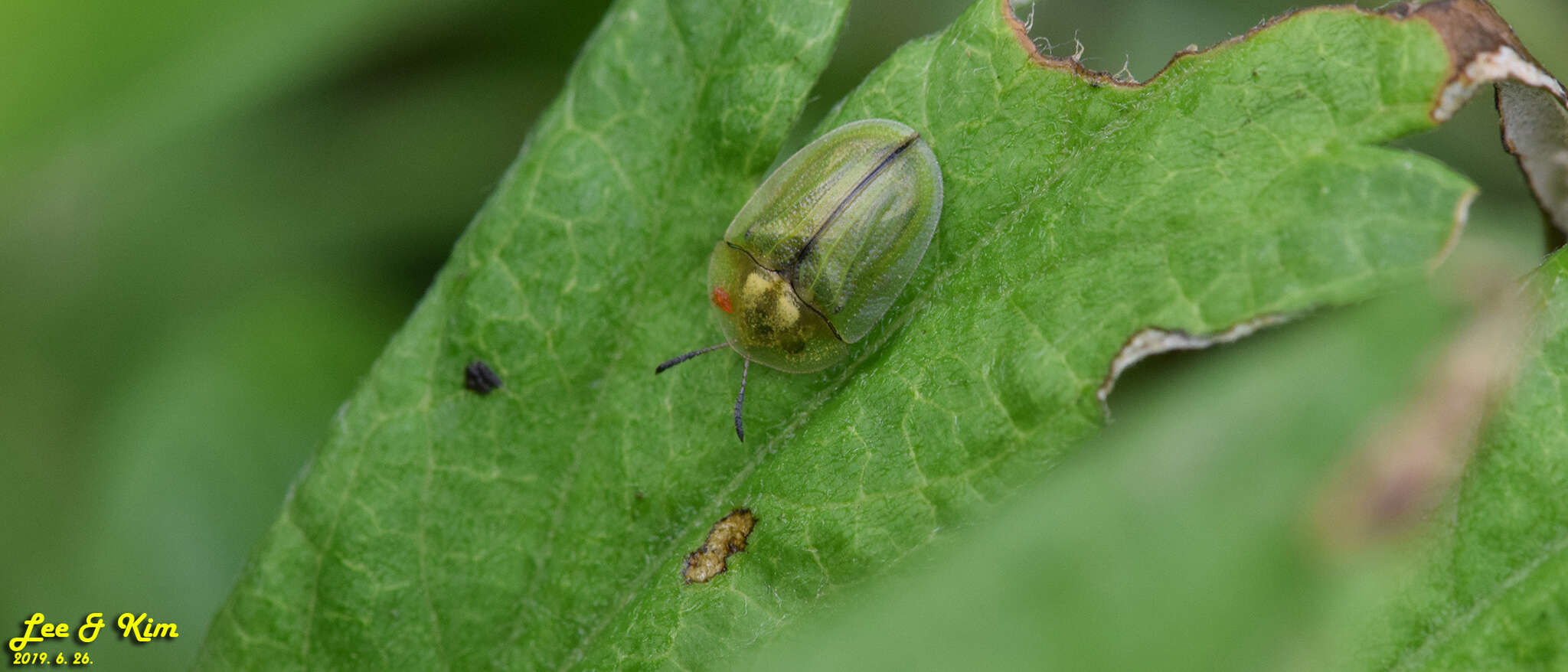 Image of Cassida (Cassida) mandli Spaeth 1921