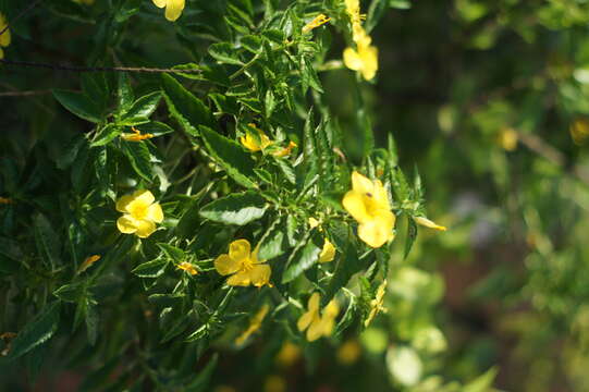 Imagem de Turnera ulmifolia L.