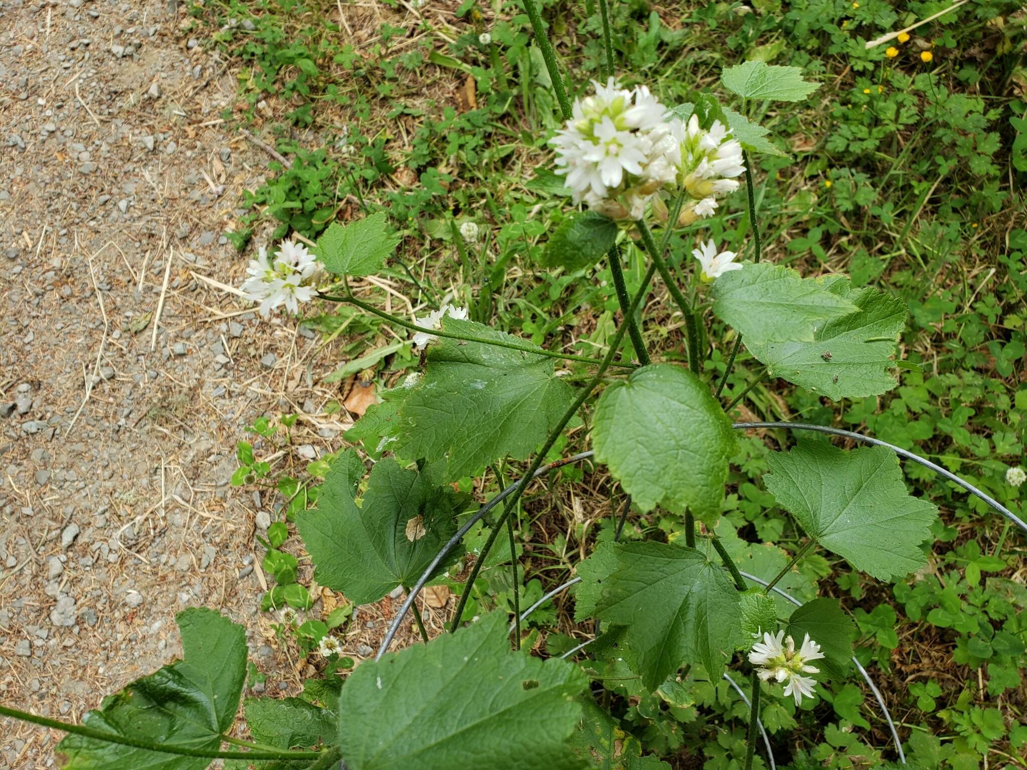 Sivun Sidalcea malachroides (Hook. & Arn.) Gray kuva