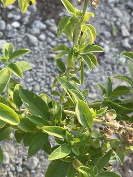 Image de Ocimum americanum L.