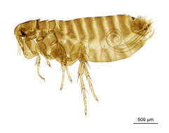 Ceratophyllus fringillae (Walker 1856) resmi