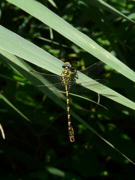 Image of <i>Onychogomphus forcipatus unguiculatus</i>