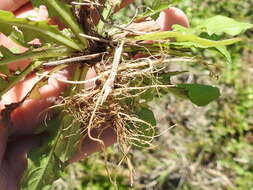 Image of striped hawksbeard