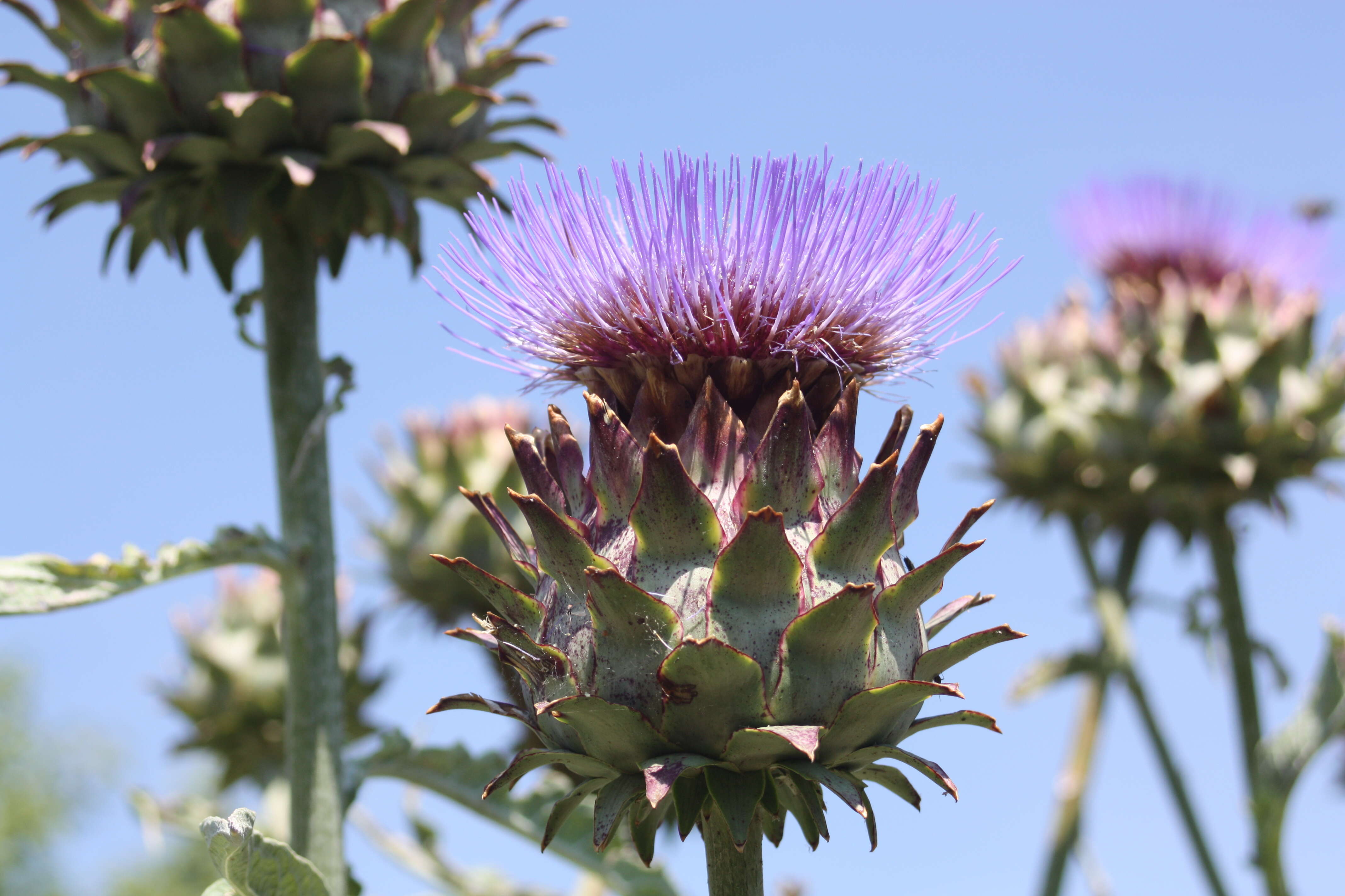 Image of cardoon