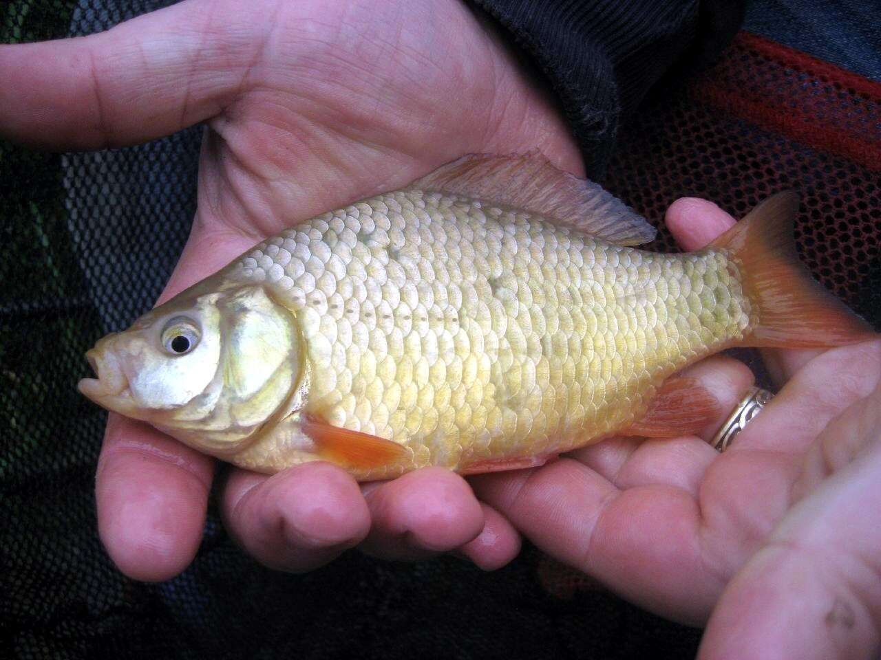 Image of Crucian Carp