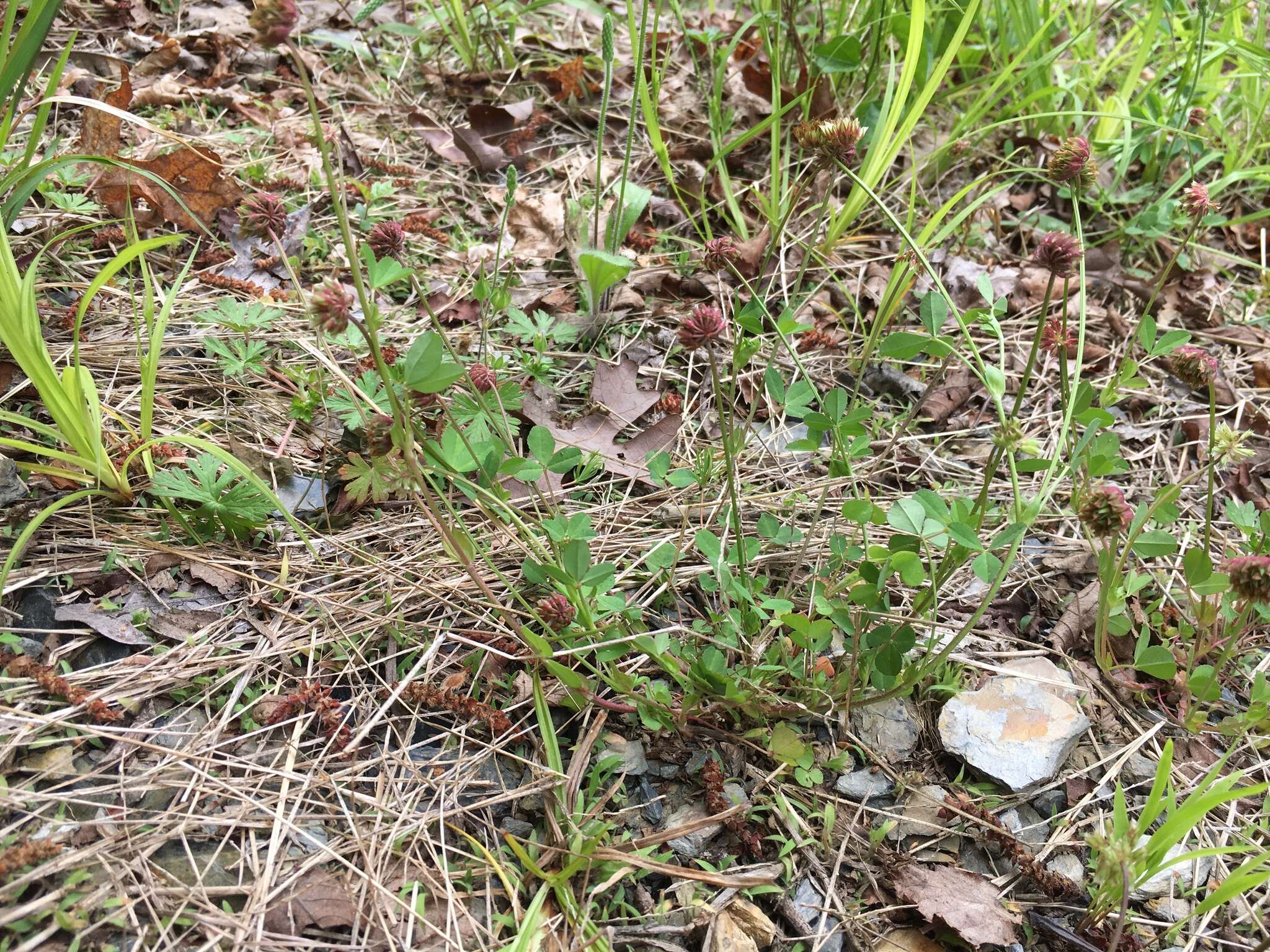 Image of Carolina clover