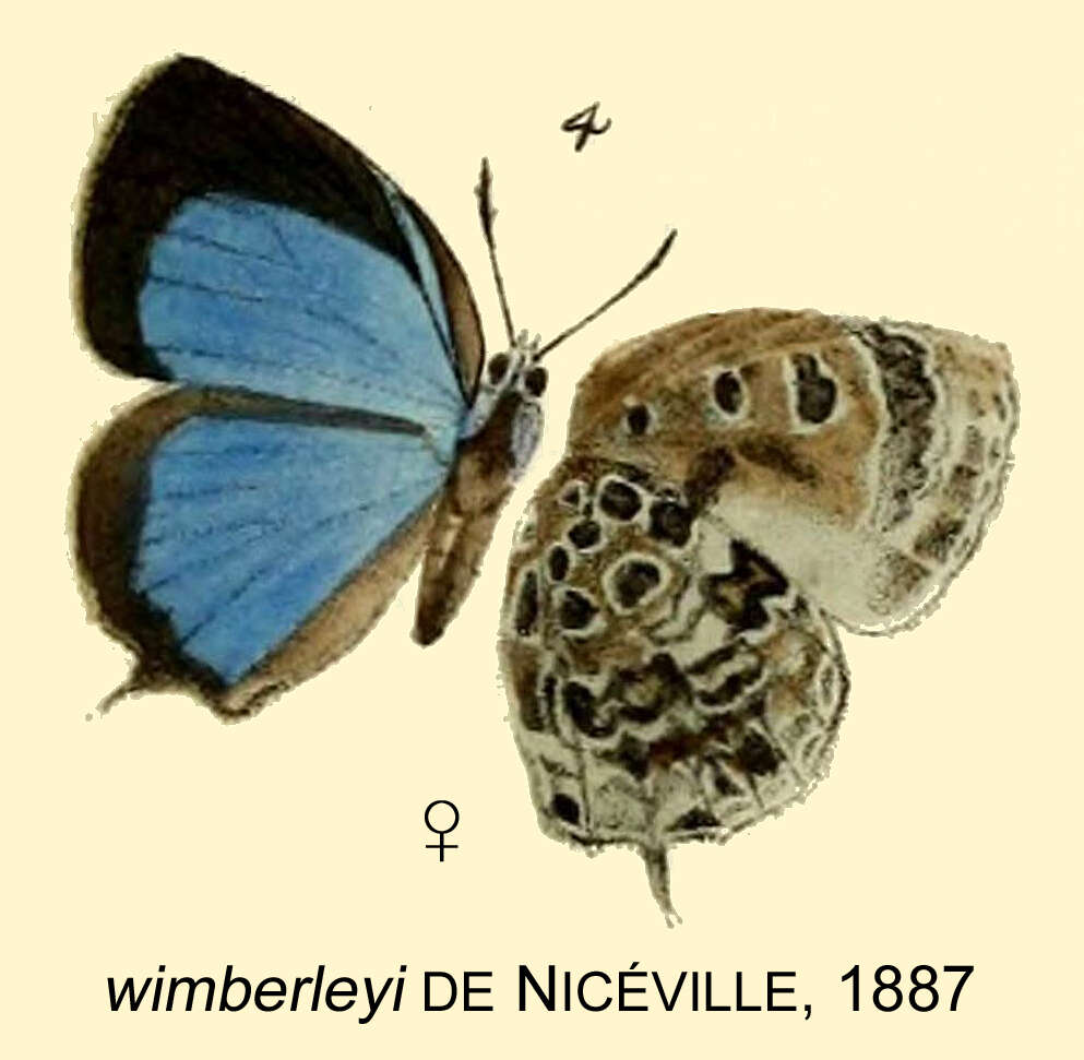 Image of Amblypodia alesia