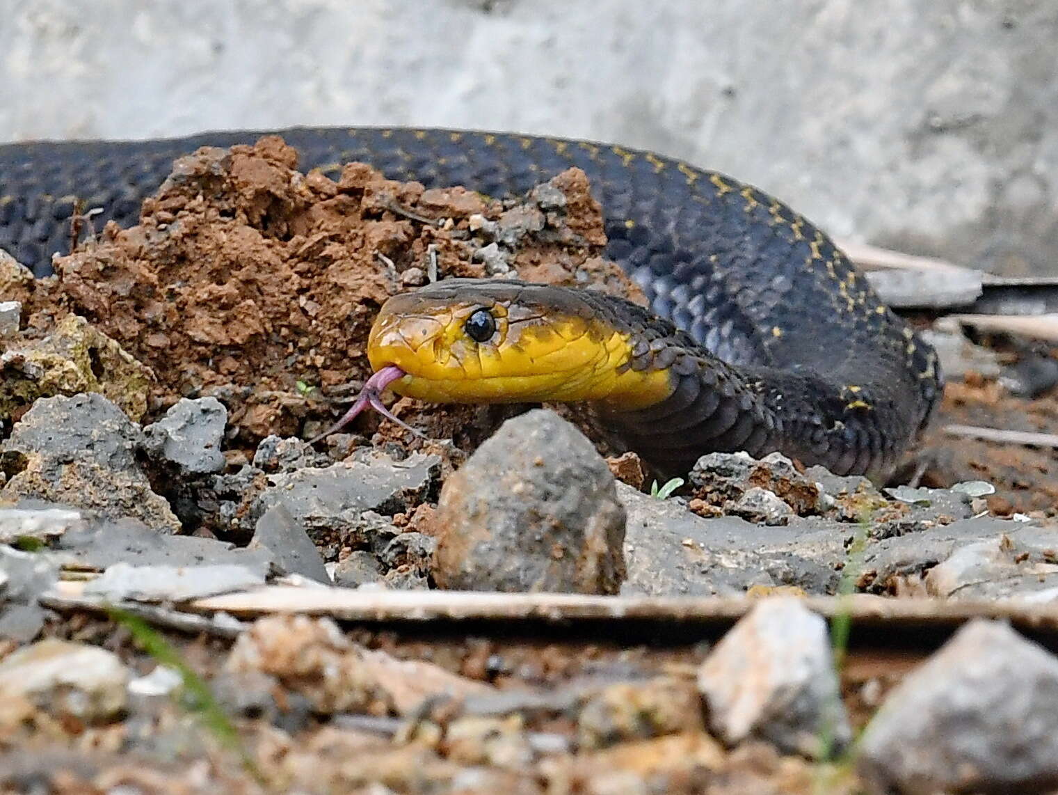 Image of Samar Cobra